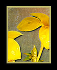 two yellow Allamanda flowers thumbnail